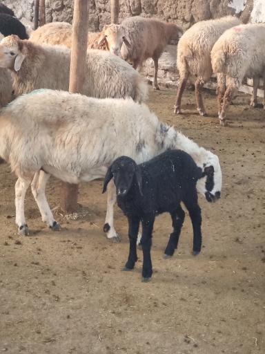 عکس دامداری شجاعی 