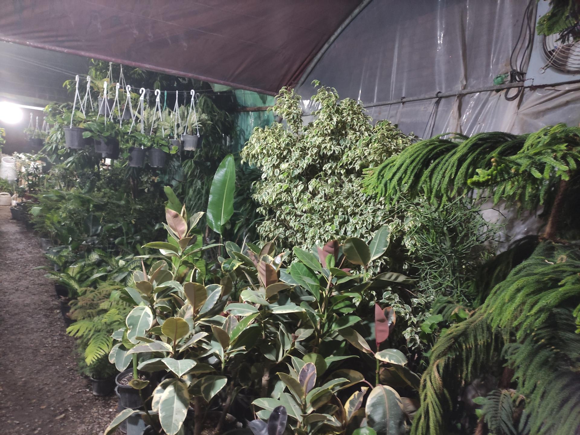 عکس گلخانه رضایی