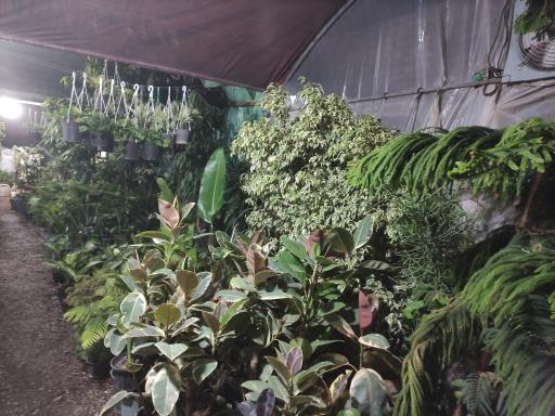 عکس گلخانه رضایی