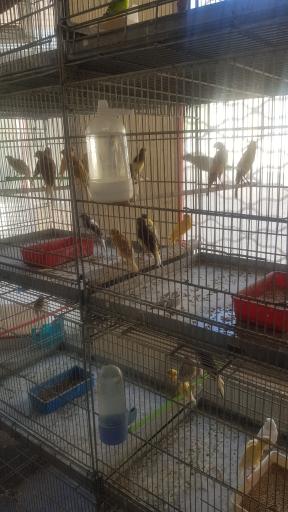 عکس قصر پرنده نادر