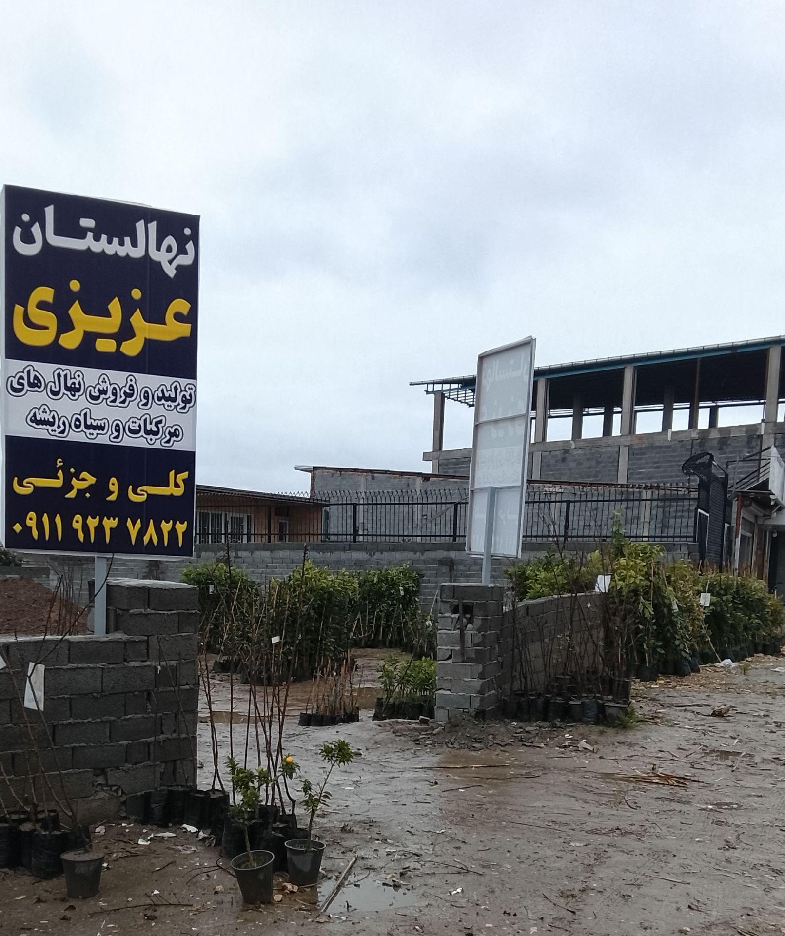 عکس نهالستان عزیزی