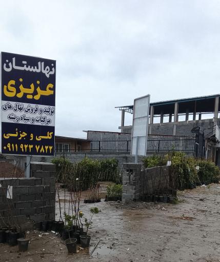 عکس نهالستان عزیزی