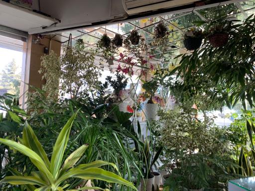 عکس گل فروشی کریستال