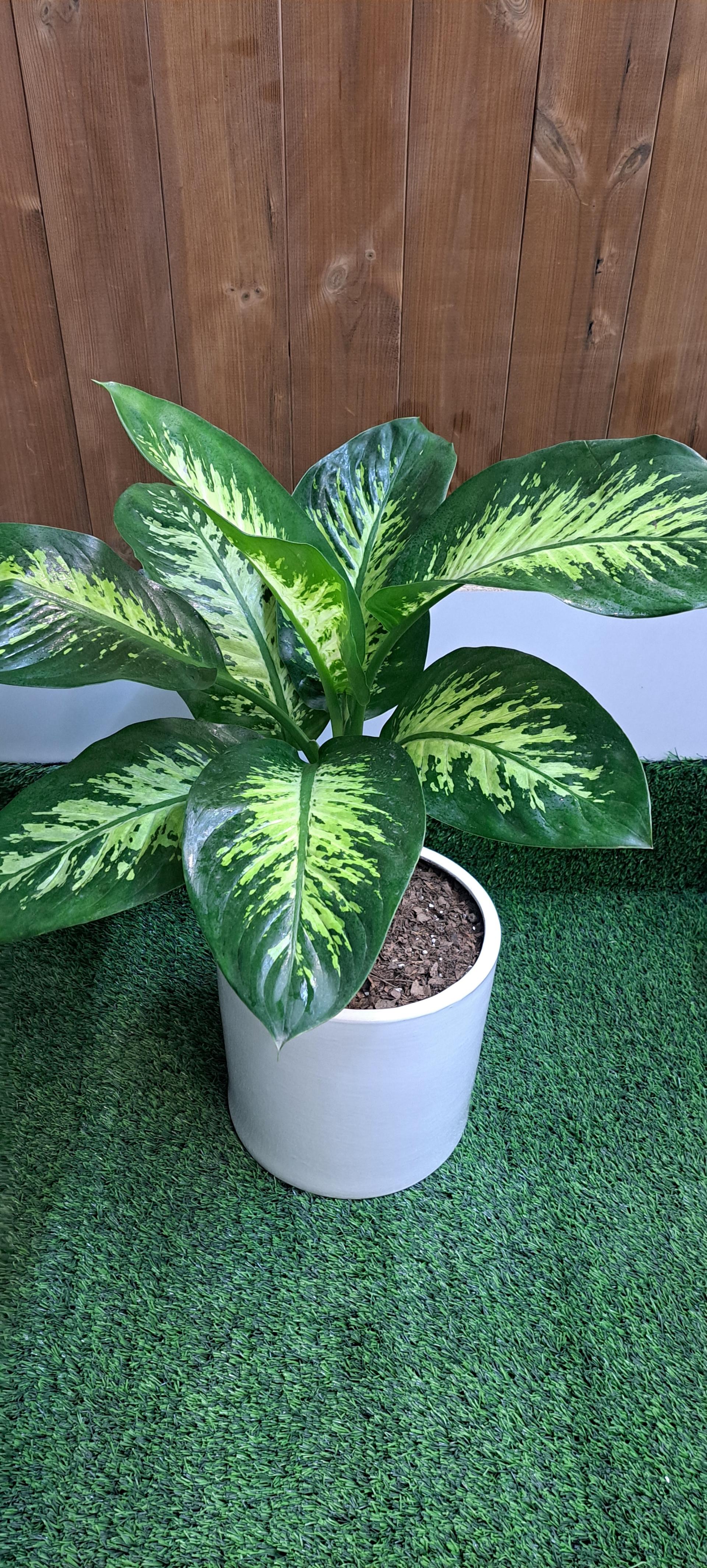 عکس گلکده غدیر 