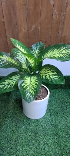 عکس گلکده غدیر 