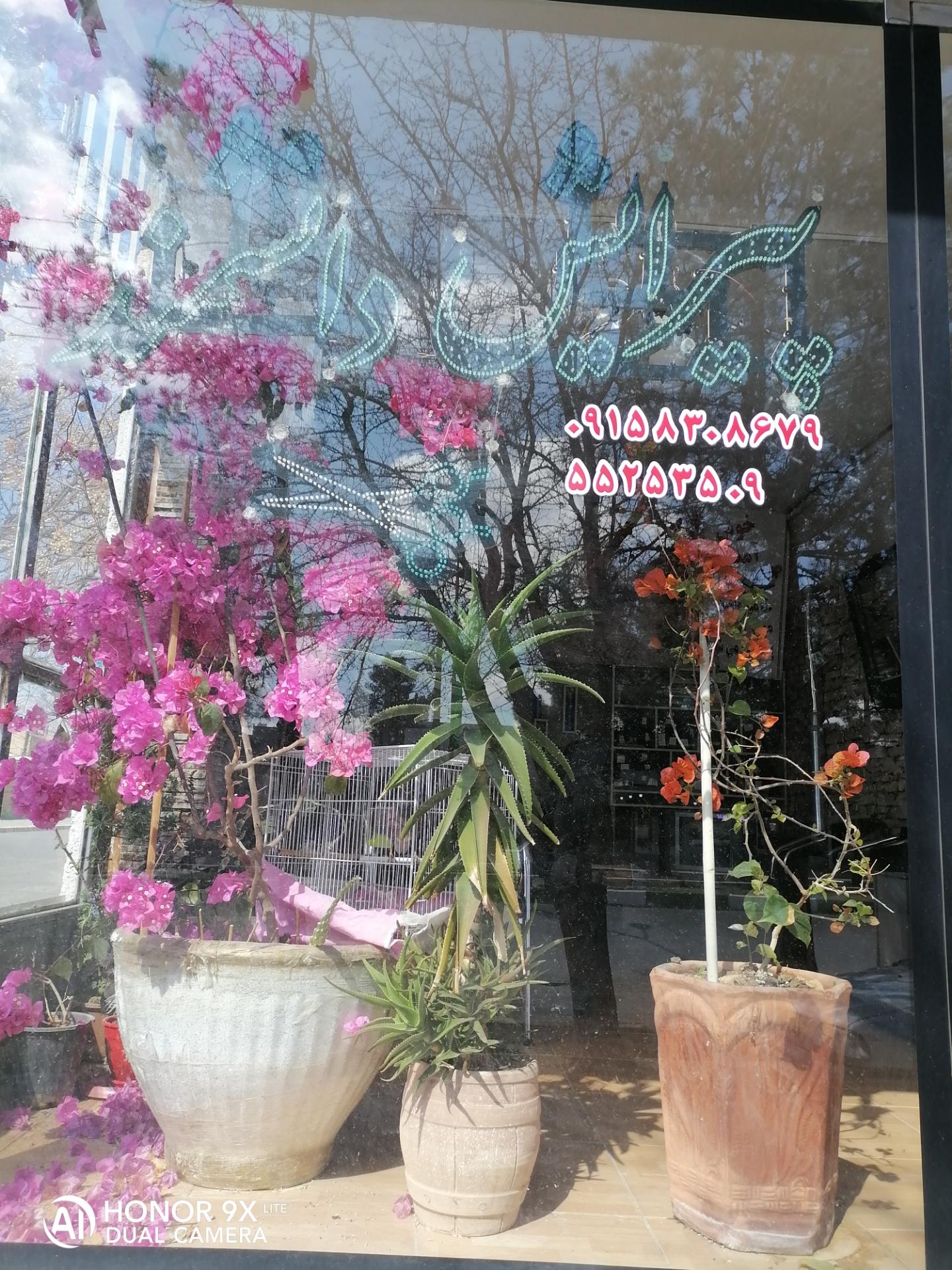 عکس پیرایش دانشمند