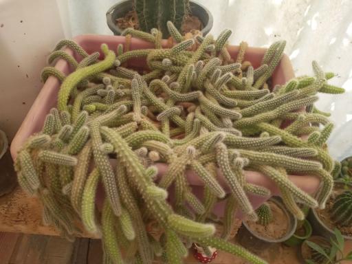 عکس گلخانه ی یاسمن