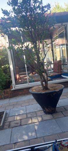 عکس رستوران باغ بهشت