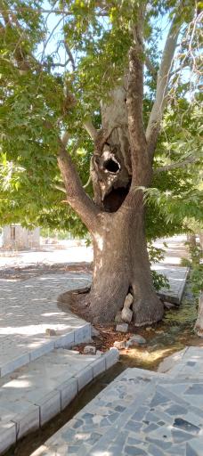 عکس هستیجان