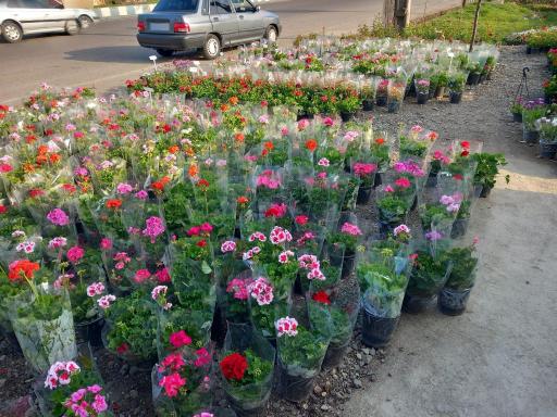 عکس گل و گلدان‌ سرای رُز