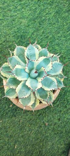 عکس گلخانه کاکتوس میرزا