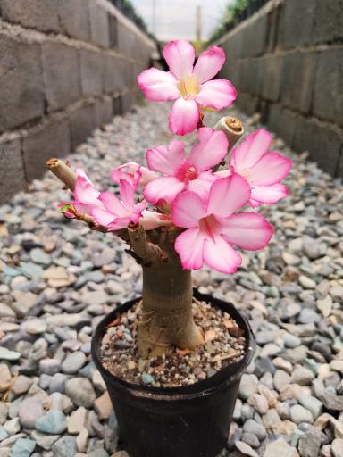 عکس گلخانه کاکتوس میرزا