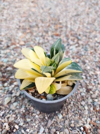 عکس گلخانه کاکتوس میرزا