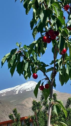 عکس رینه