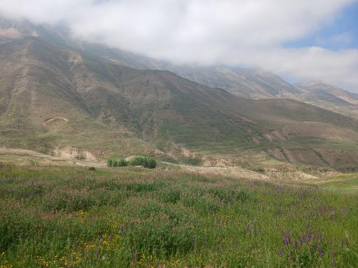 عکس رینه