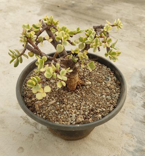 عکس گلخانه کاکتوس میرزا