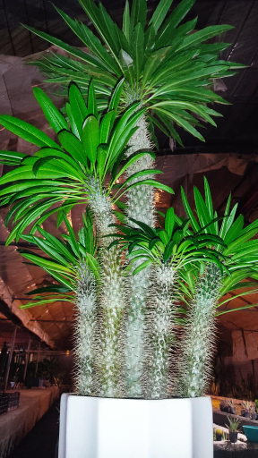 عکس گلخانه کاکتوس میرزا