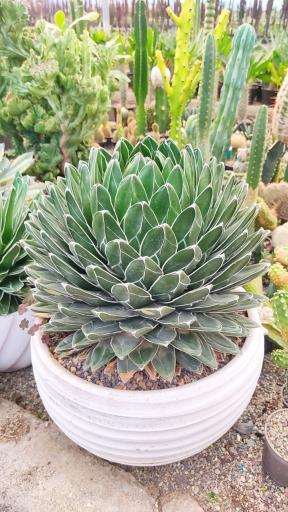 عکس گلخانه کاکتوس میرزا