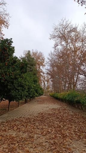 عکس باغ عفیف آباد