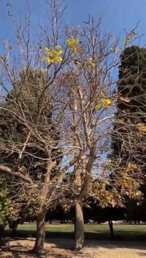 عکس باغ عفیف آباد