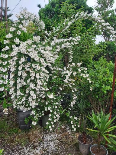 عکس گلخانه هگمتانه