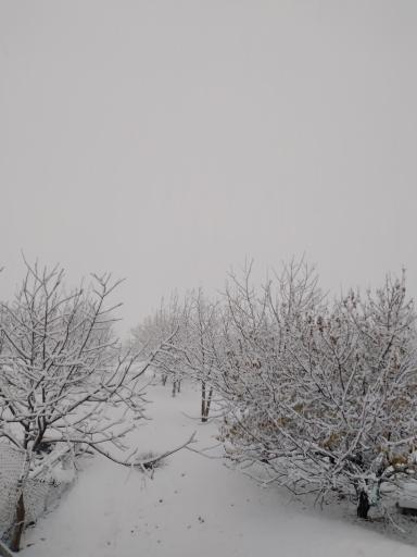عکس شیرزاد آباد