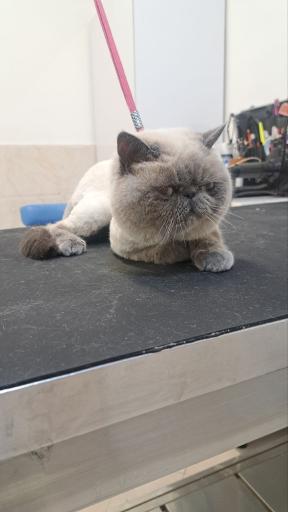 آرایشگاه حیوانات سحر پت گرومینگ