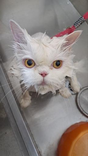 آرایشگاه حیوانات سحر پت گرومینگ