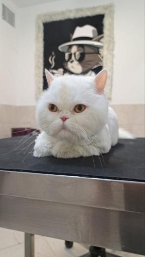 آرایشگاه حیوانات سحر پت گرومینگ