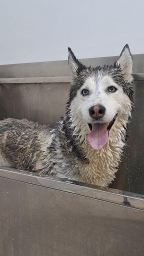 آرایشگاه حیوانات سحر پت گرومینگ