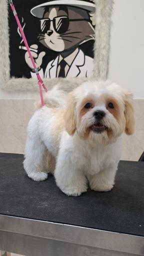 آرایشگاه حیوانات سحر پت گرومینگ