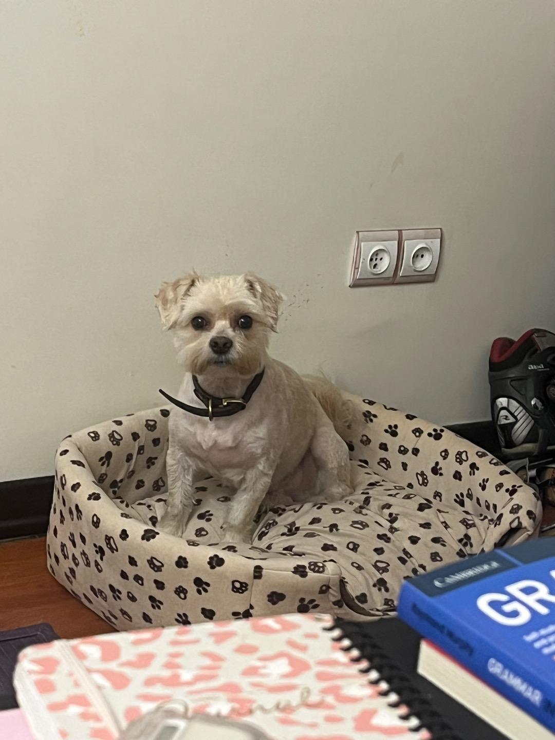 عکس آرایشگاه حیوانات سحر پت گرومینگ