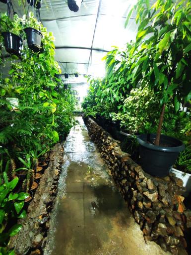 عکس گلخانه فانوس