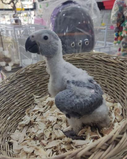 عکس پرنده سرای آوا