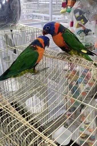 عکس پرنده سرای آوا