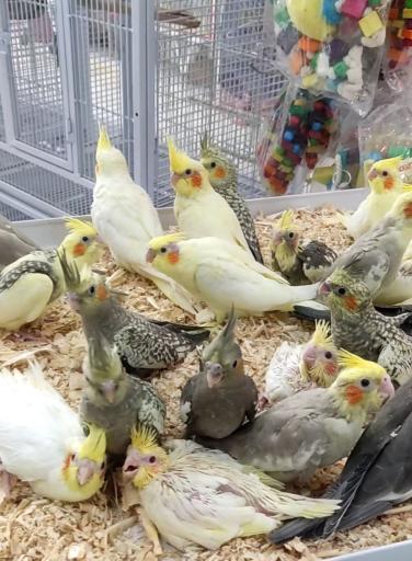 عکس پرنده سرای آوا