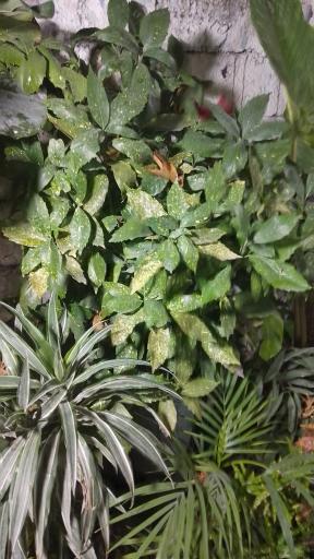 عکس گل فروشی رز ۲