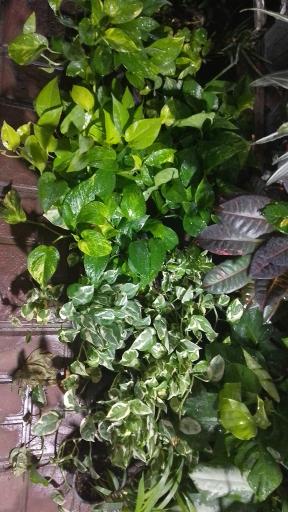 عکس گل فروشی رز ۲