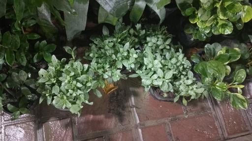 عکس گل فروشی رز ۲