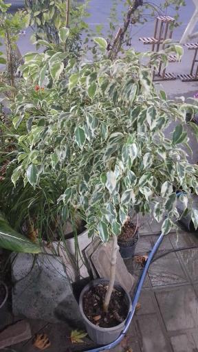 عکس گل فروشی رز ۲