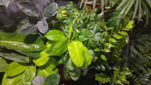 عکس گل فروشی رز ۲