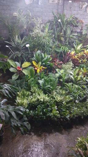 عکس گل فروشی رز ۲