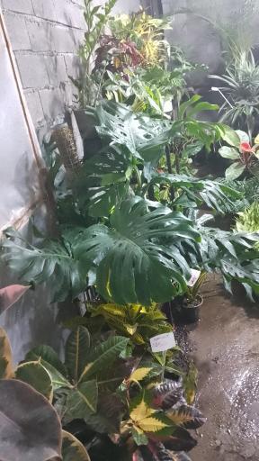 عکس گل فروشی رز ۲