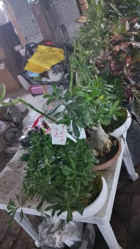 عکس گل فروشی رز ۲