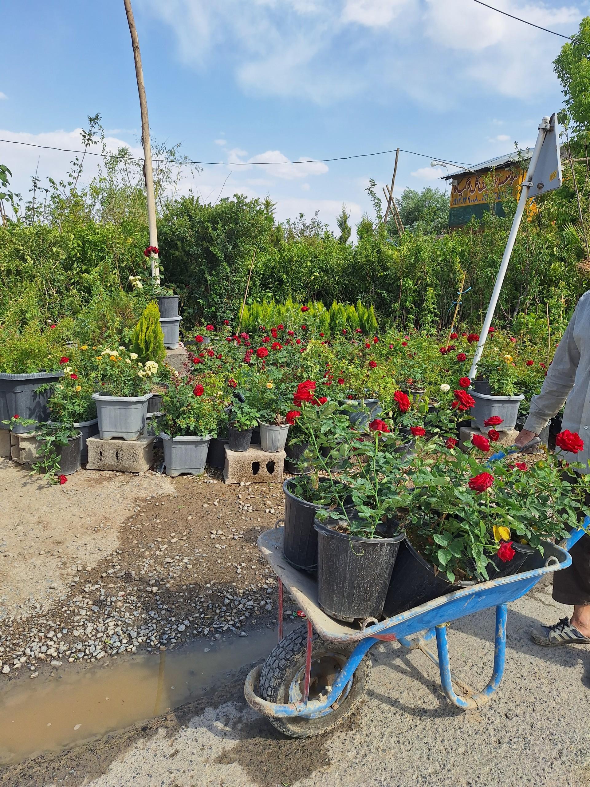 عکس گلخانه داوود نصیری