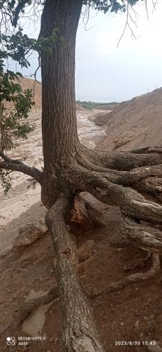 عکس شرفخانه