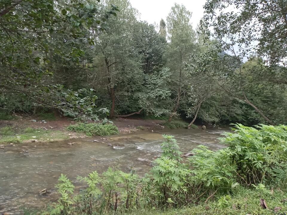 عکس دیوتک