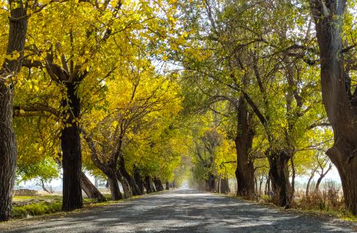 عکس بیدگنه