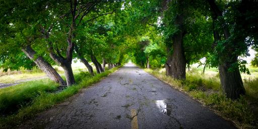 بیدگنه