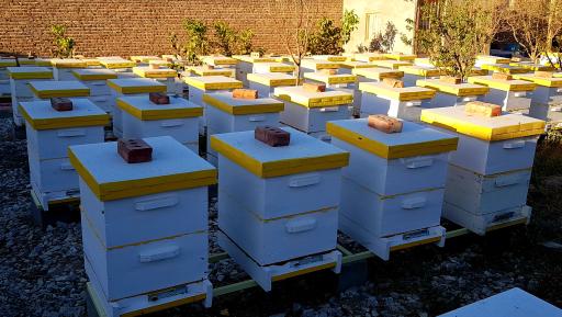 عکس عسل آردا